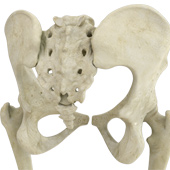 Posterior Hip Replacement